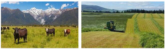 New Zealand Agriculture